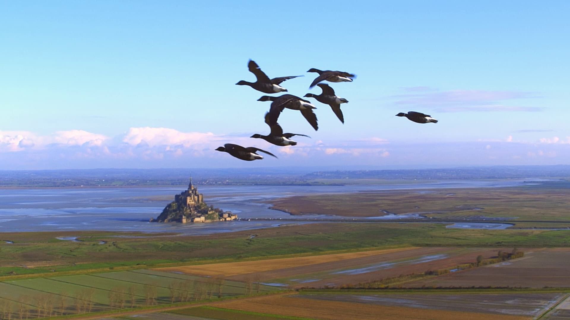 Wings background