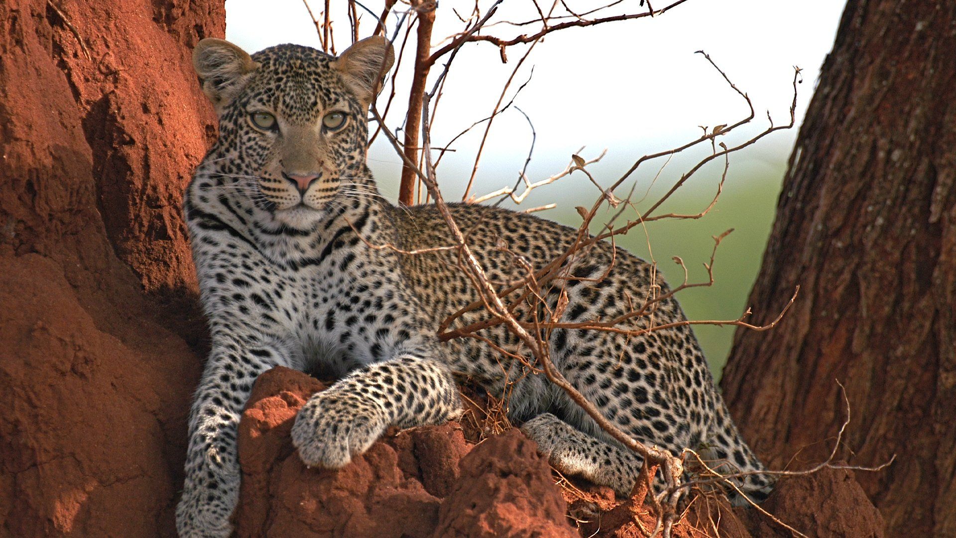 Surviving the Serengeti background