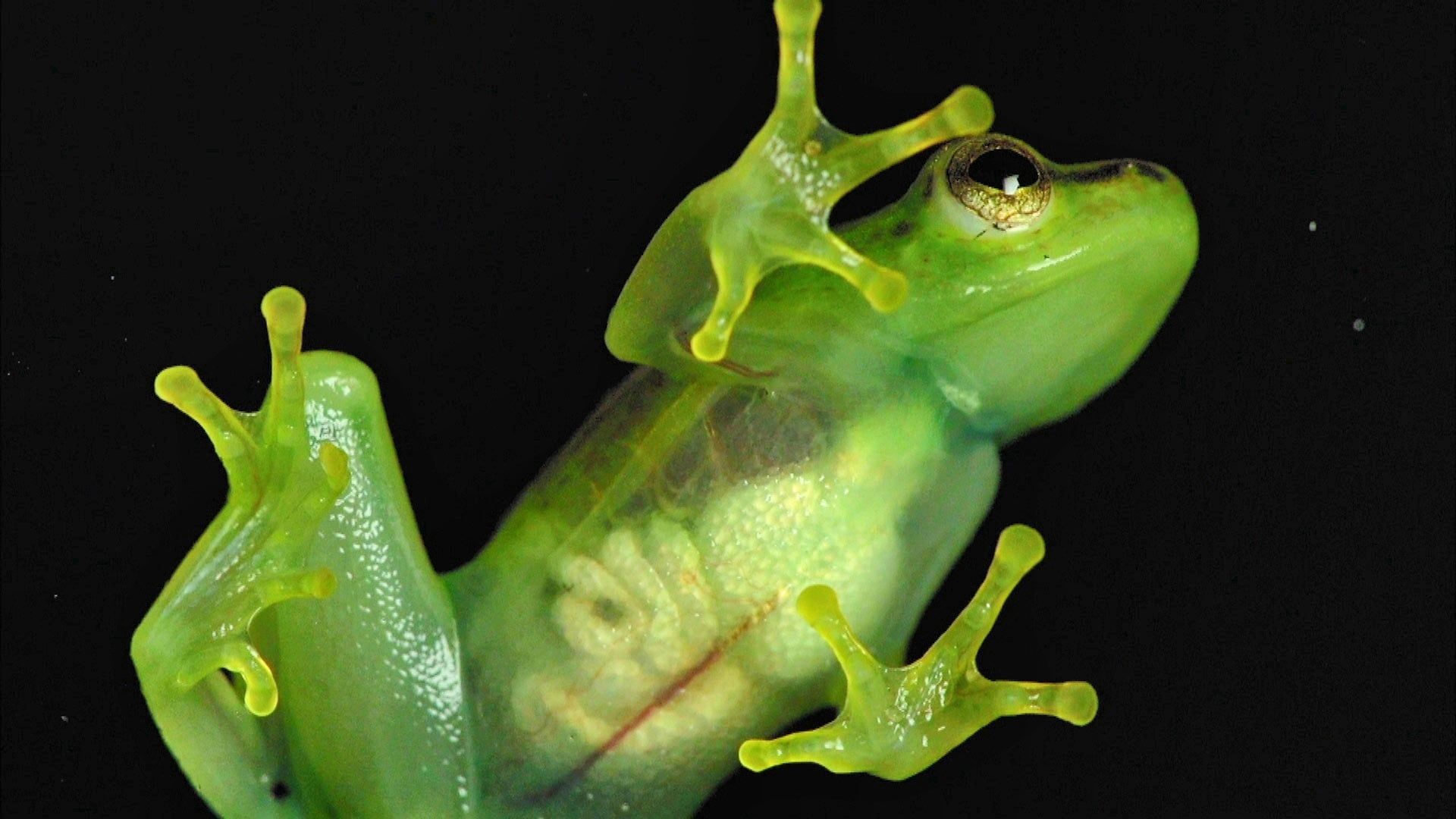 Incredible Frogs background