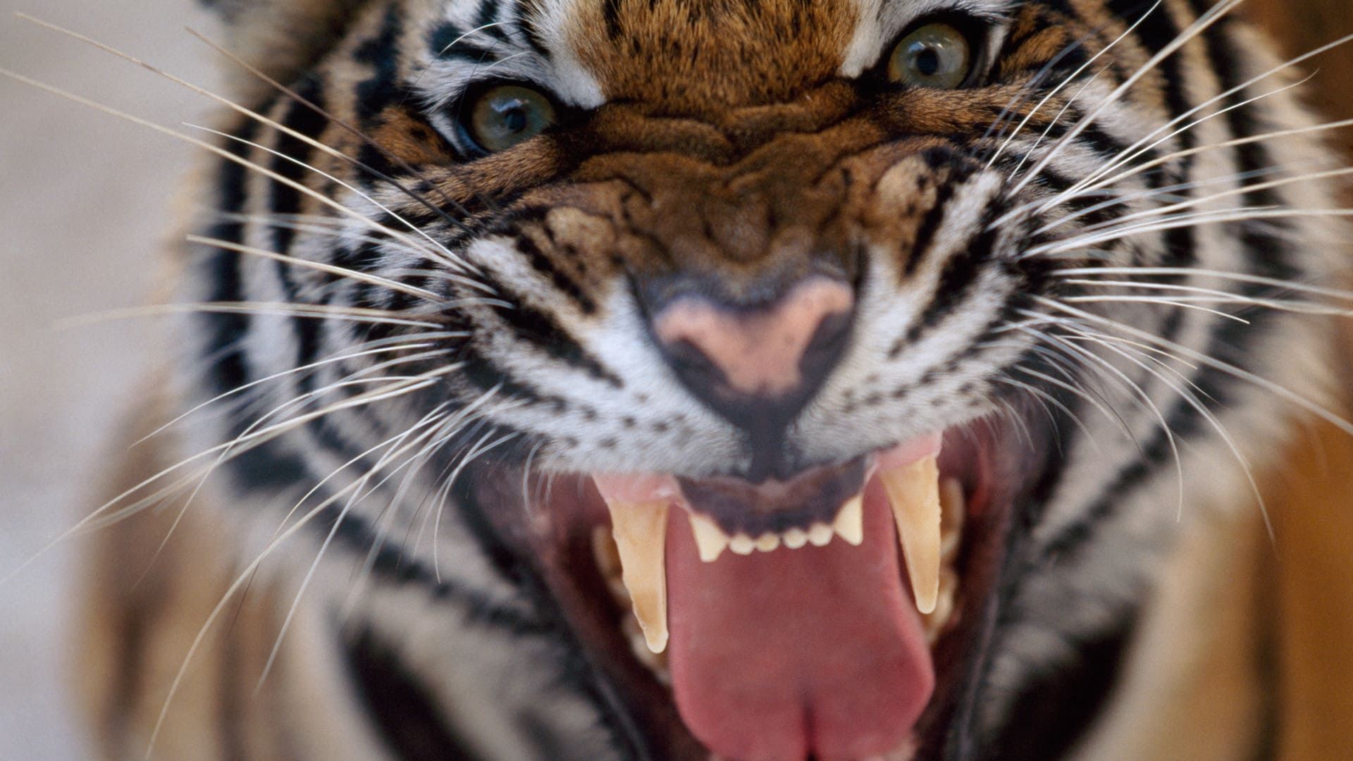 20 Animals That Will Kill You background
