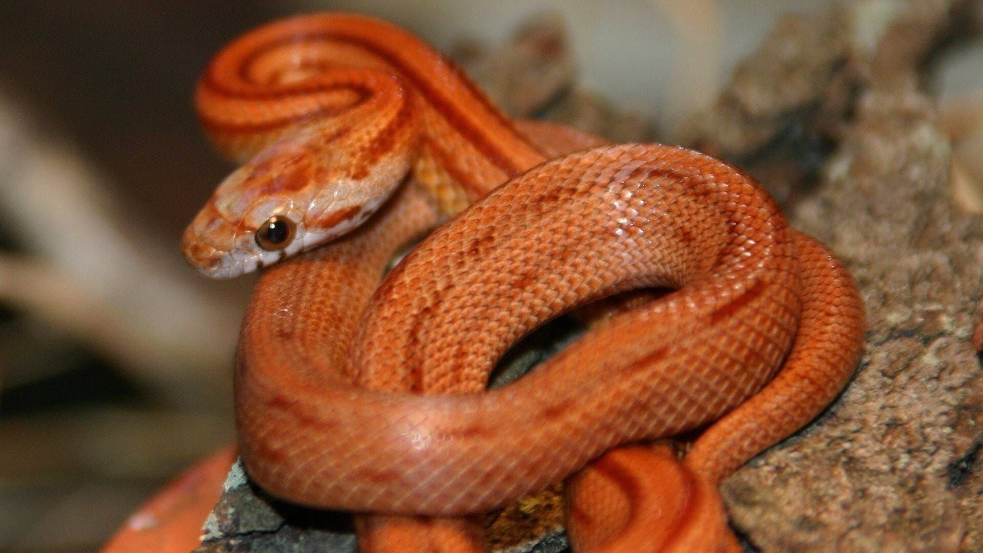 Beauty of Snakes background