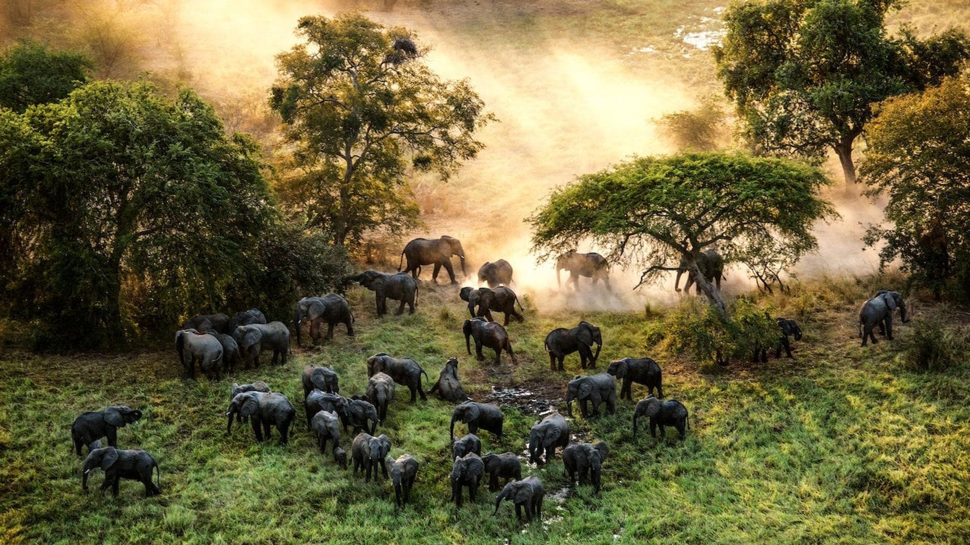 The Last Animals background