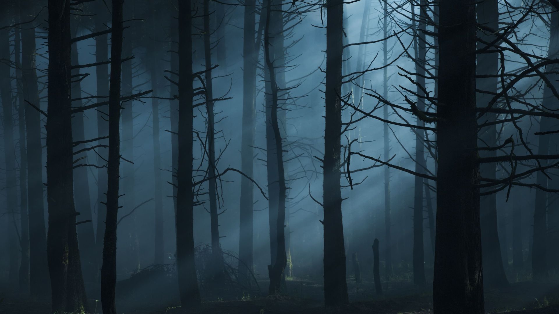 Feral background