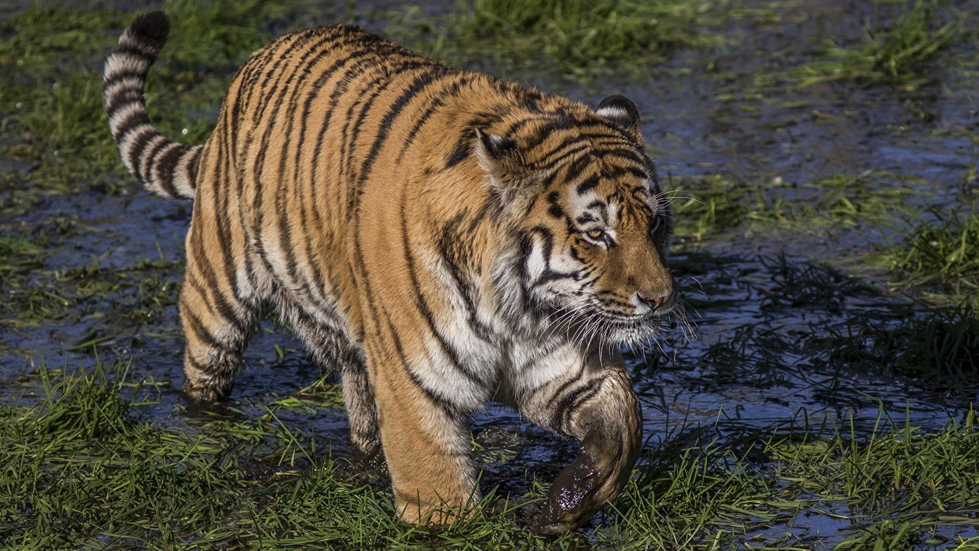 Swamp Tigers background