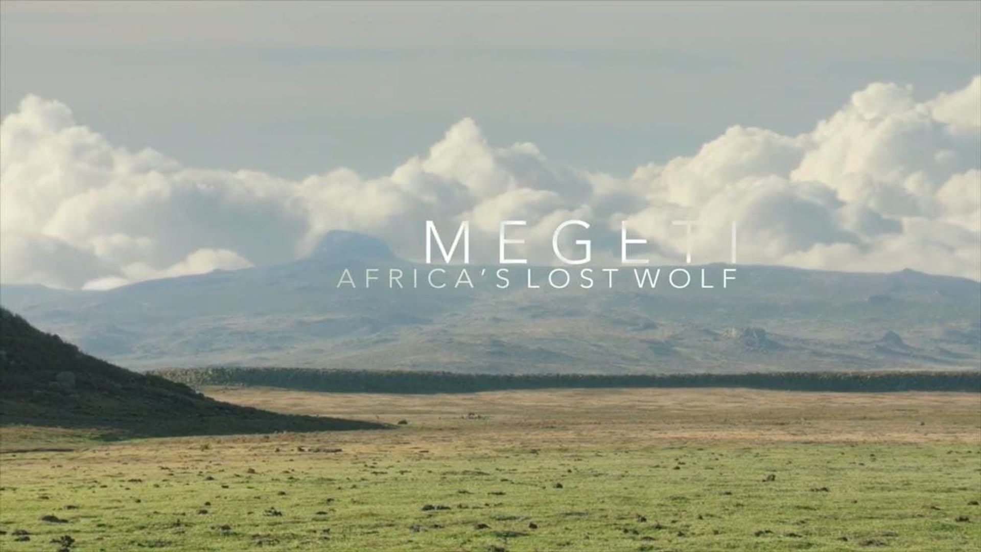 Africa's Lost Wolves background