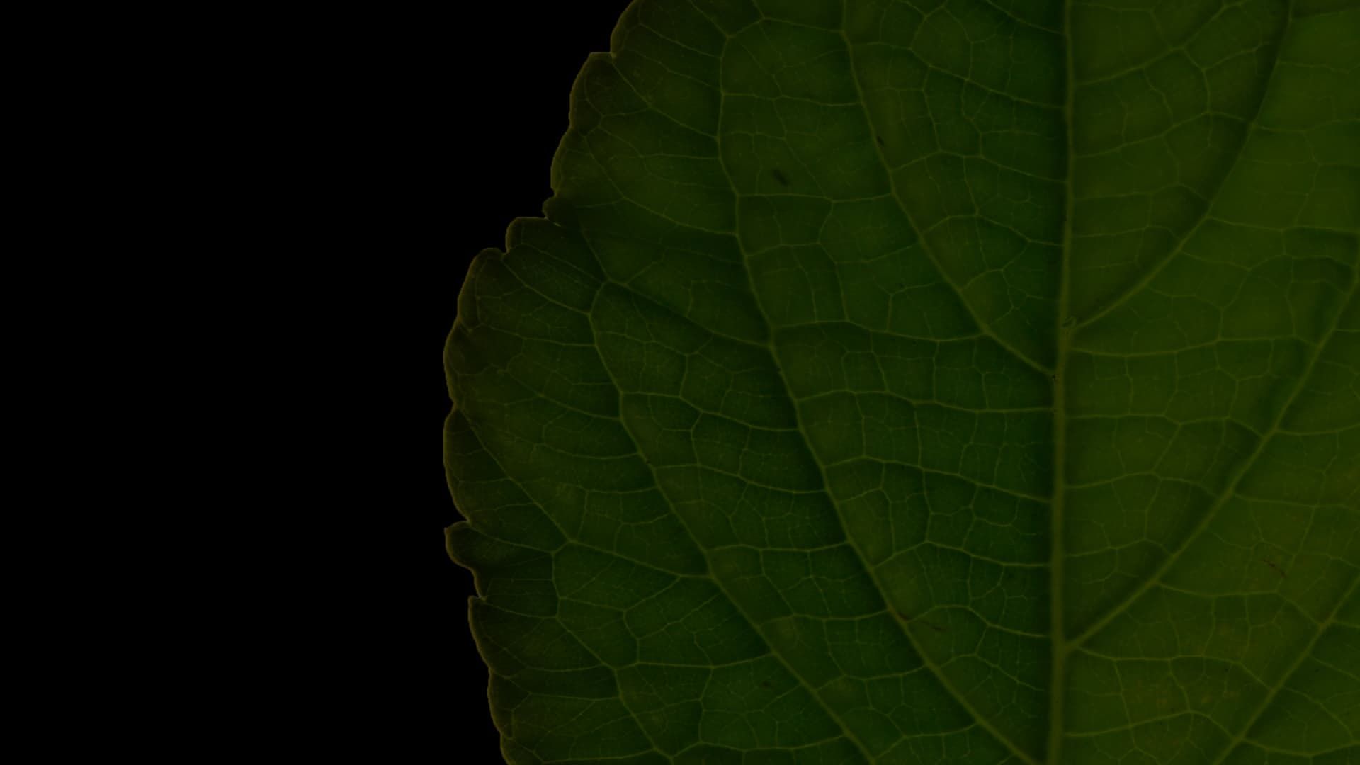 Salvia Divinorum: A Western Approach background