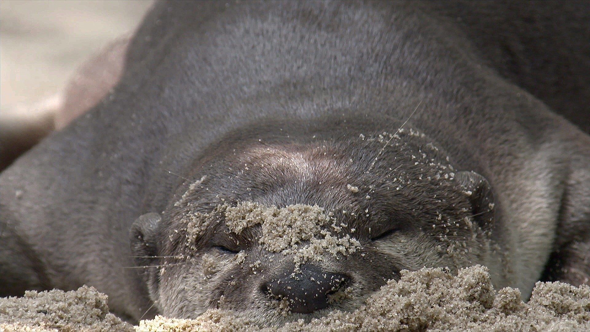 NatGeo Wild: Otter Town background