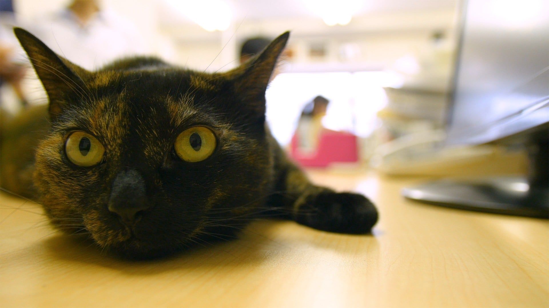 Cat Nation: A Film About Japan's Crazy Cat Culture background