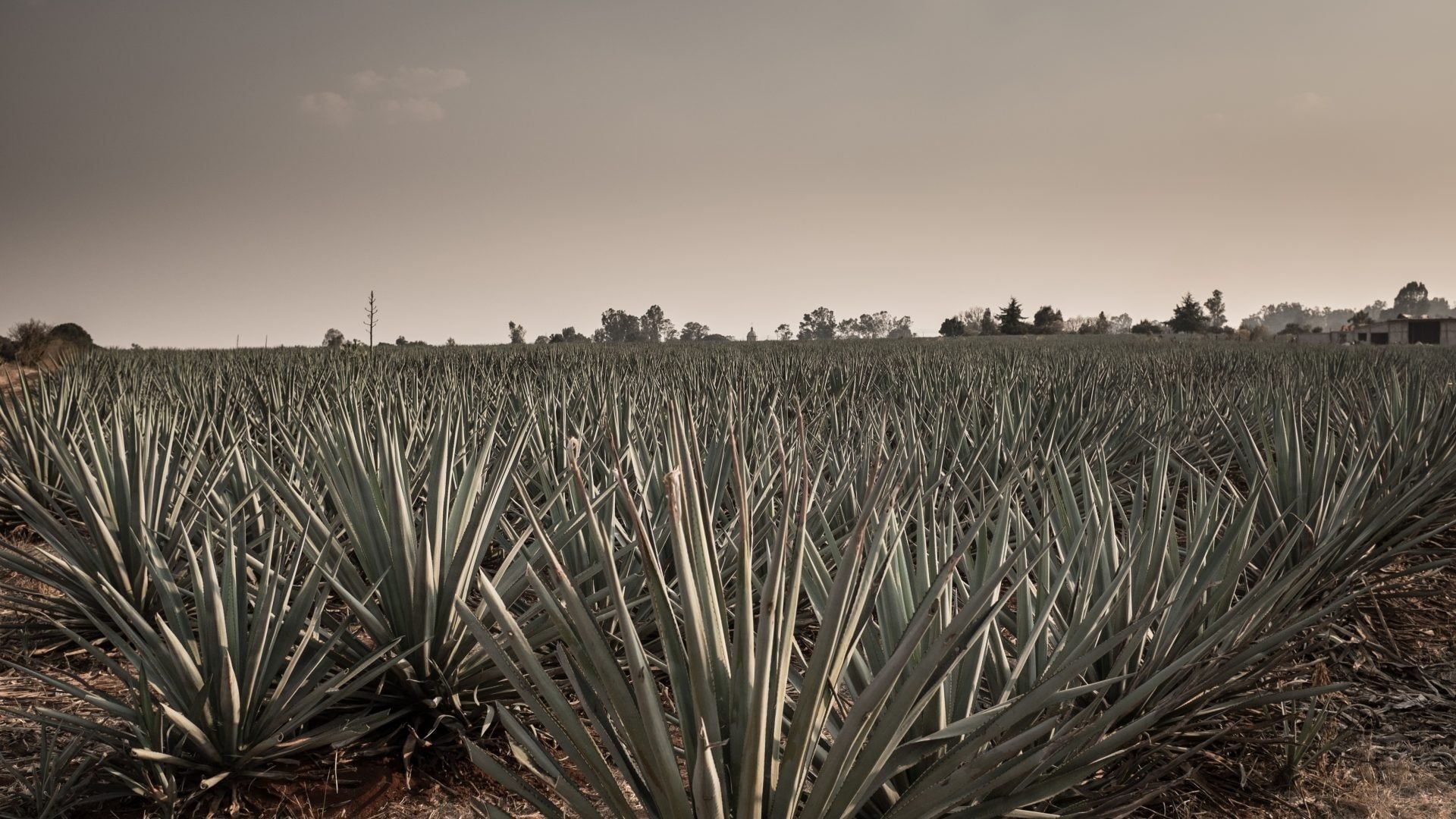 Agave: Spirit of a Nation background