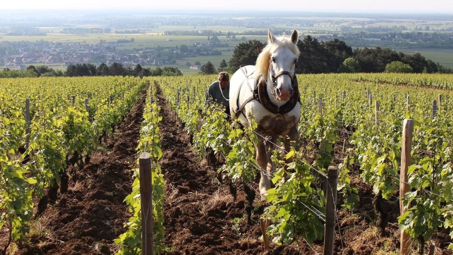 Grand Cru background