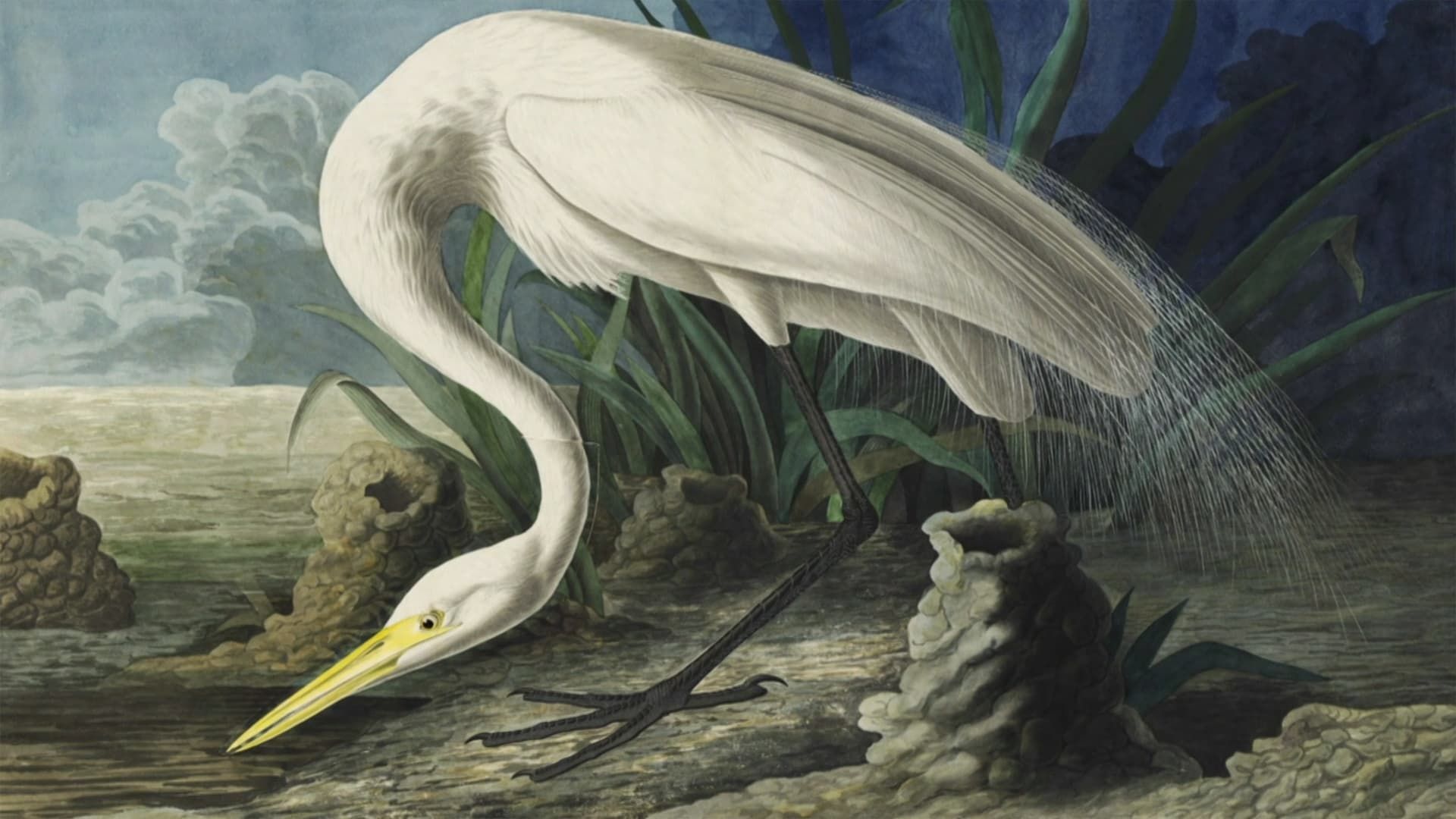 Audubon background