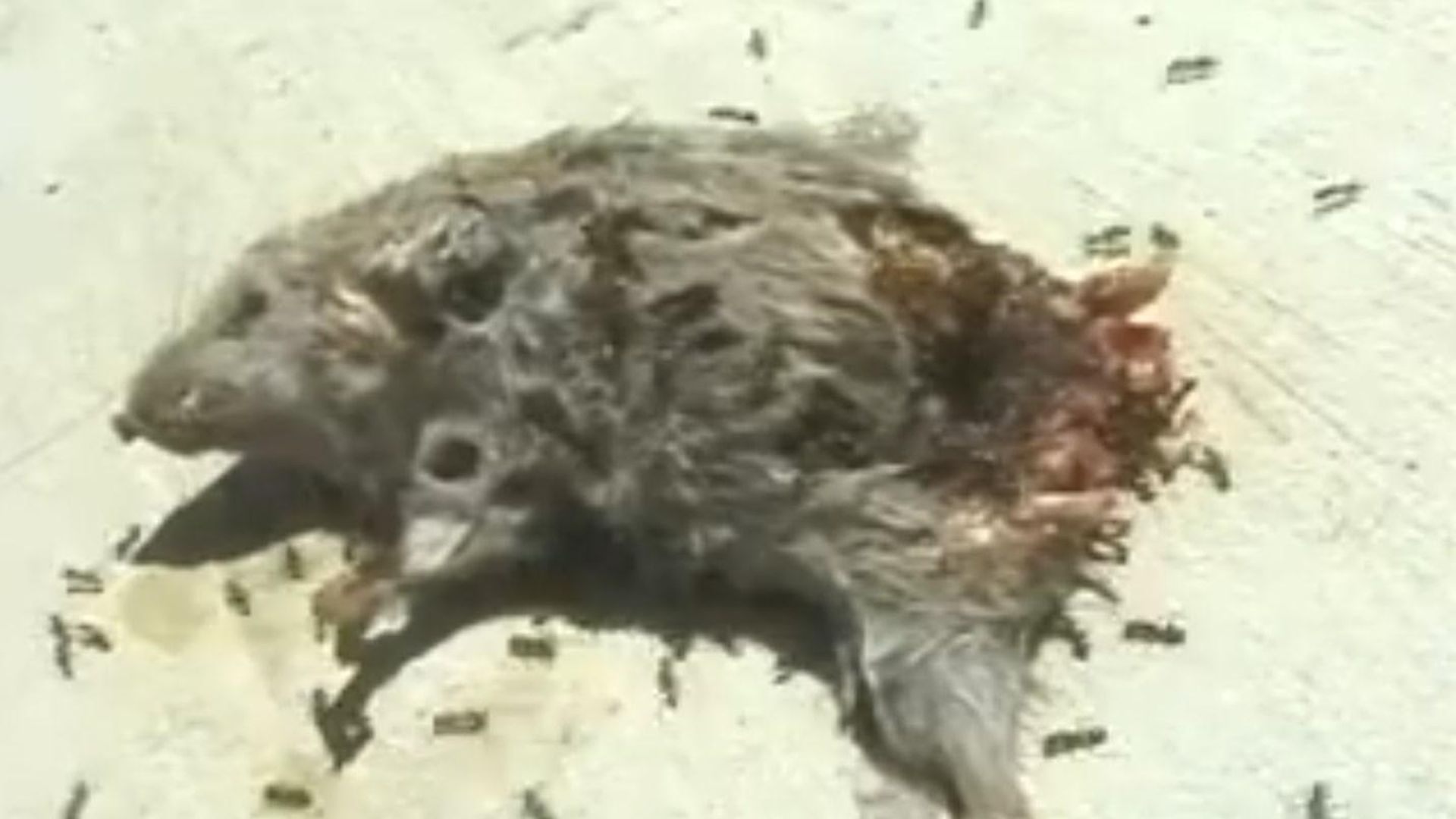 Dead Mouse with Ants background