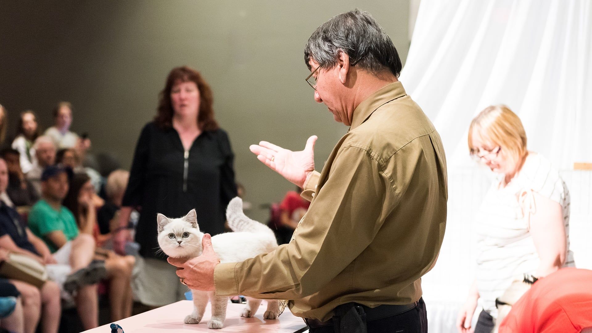 Catwalk: Tales from the Cat Show Circuit background