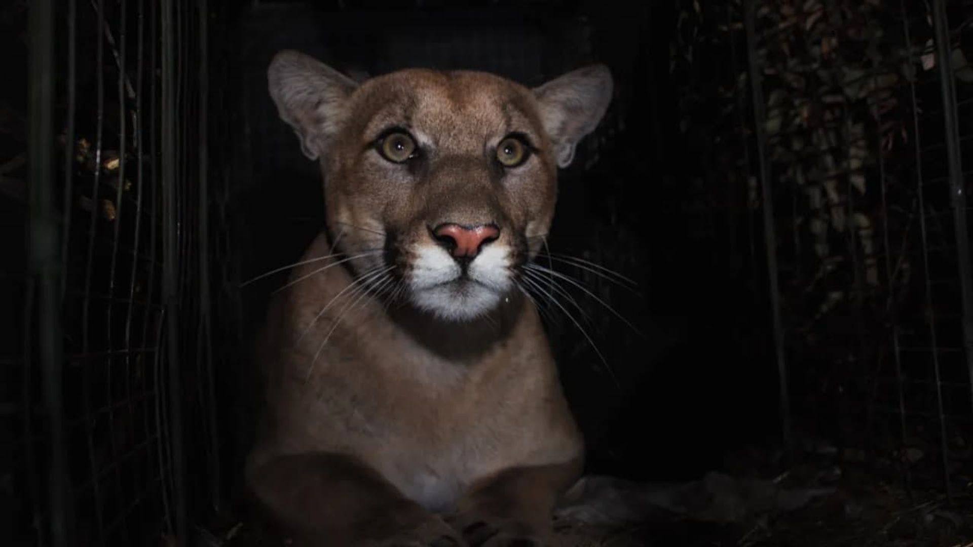 The Mountain Lion and Me background