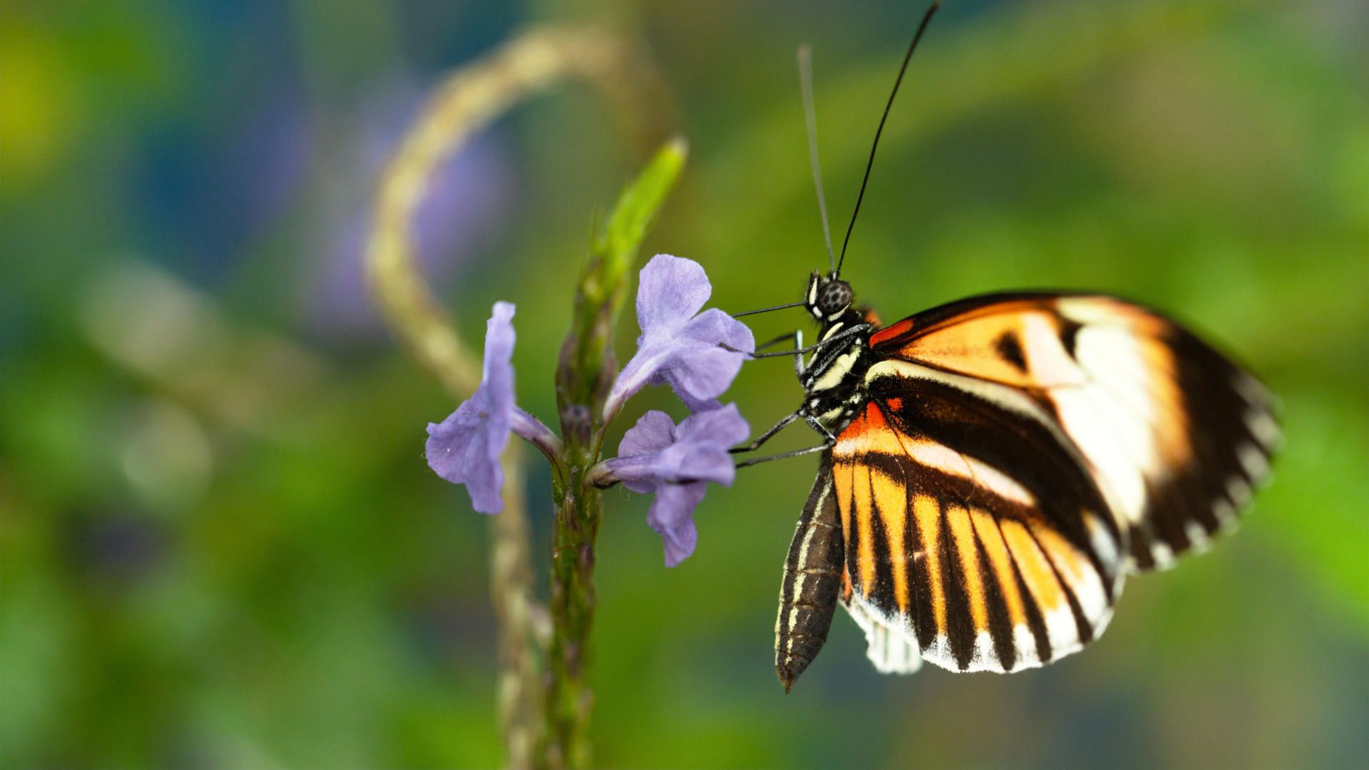 Nature background