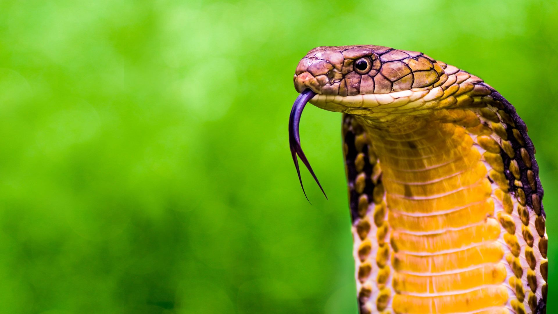 Secrets of the King Cobra background