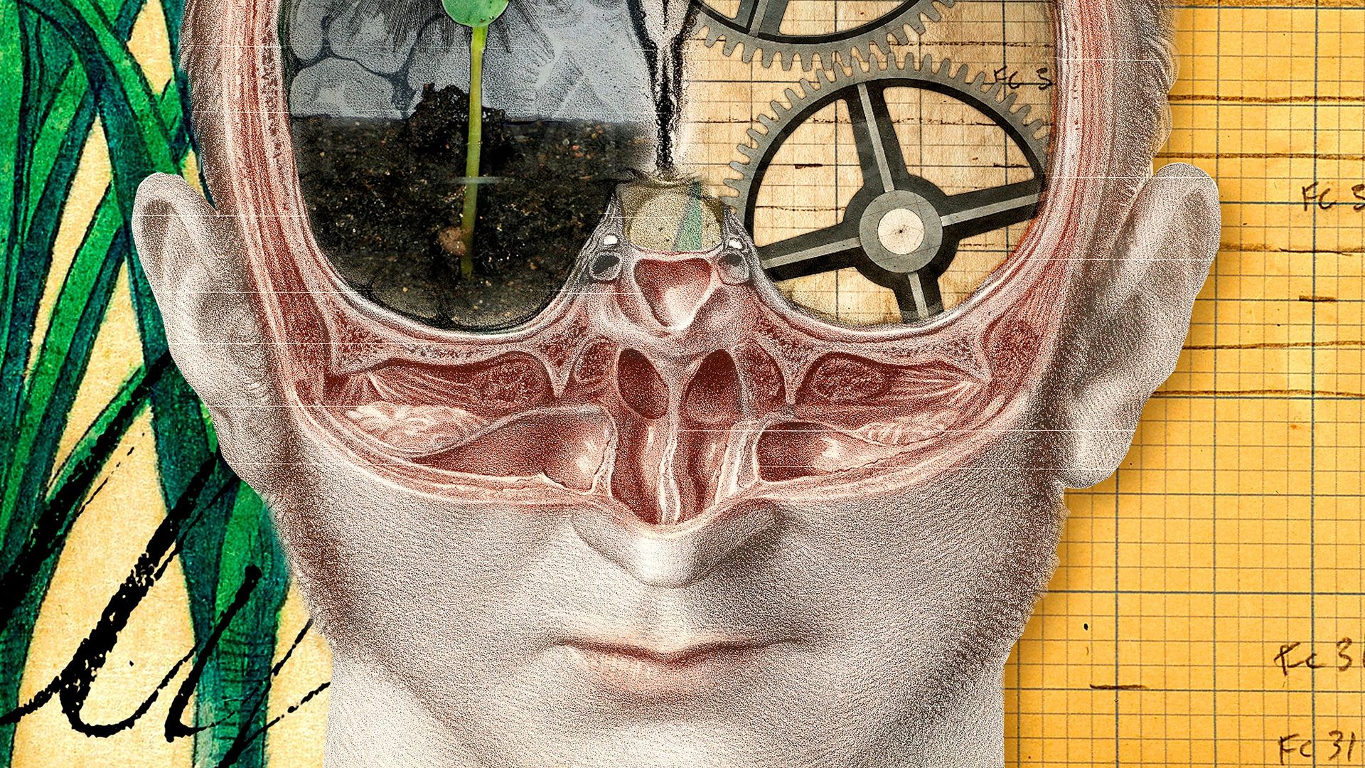 The Divided Brain background