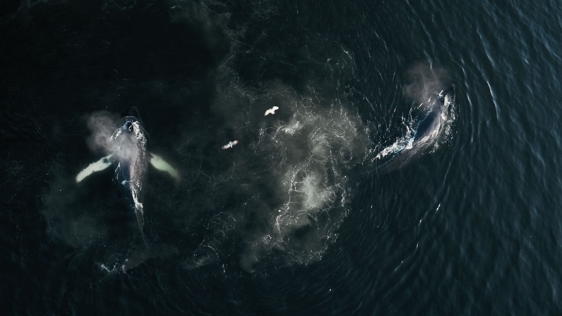 The Whale and the Raven background