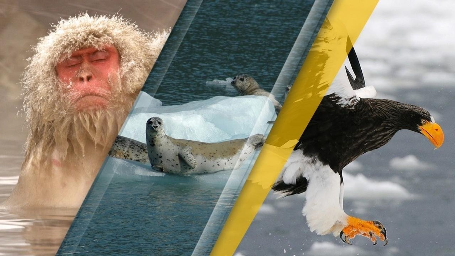 Japan's Wild Year background