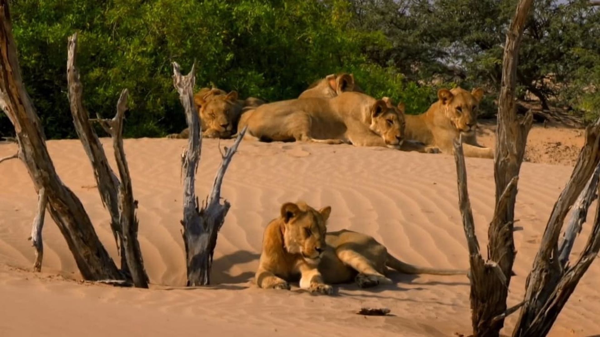 Desert Warriors: Lions of the Namib background