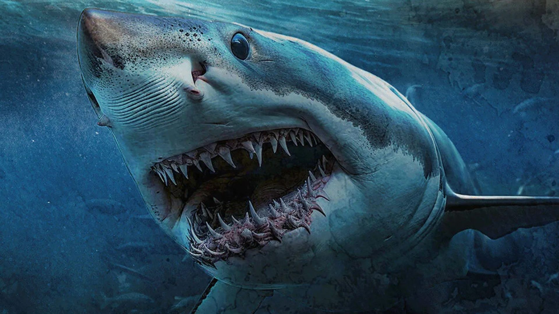 Shark Island background