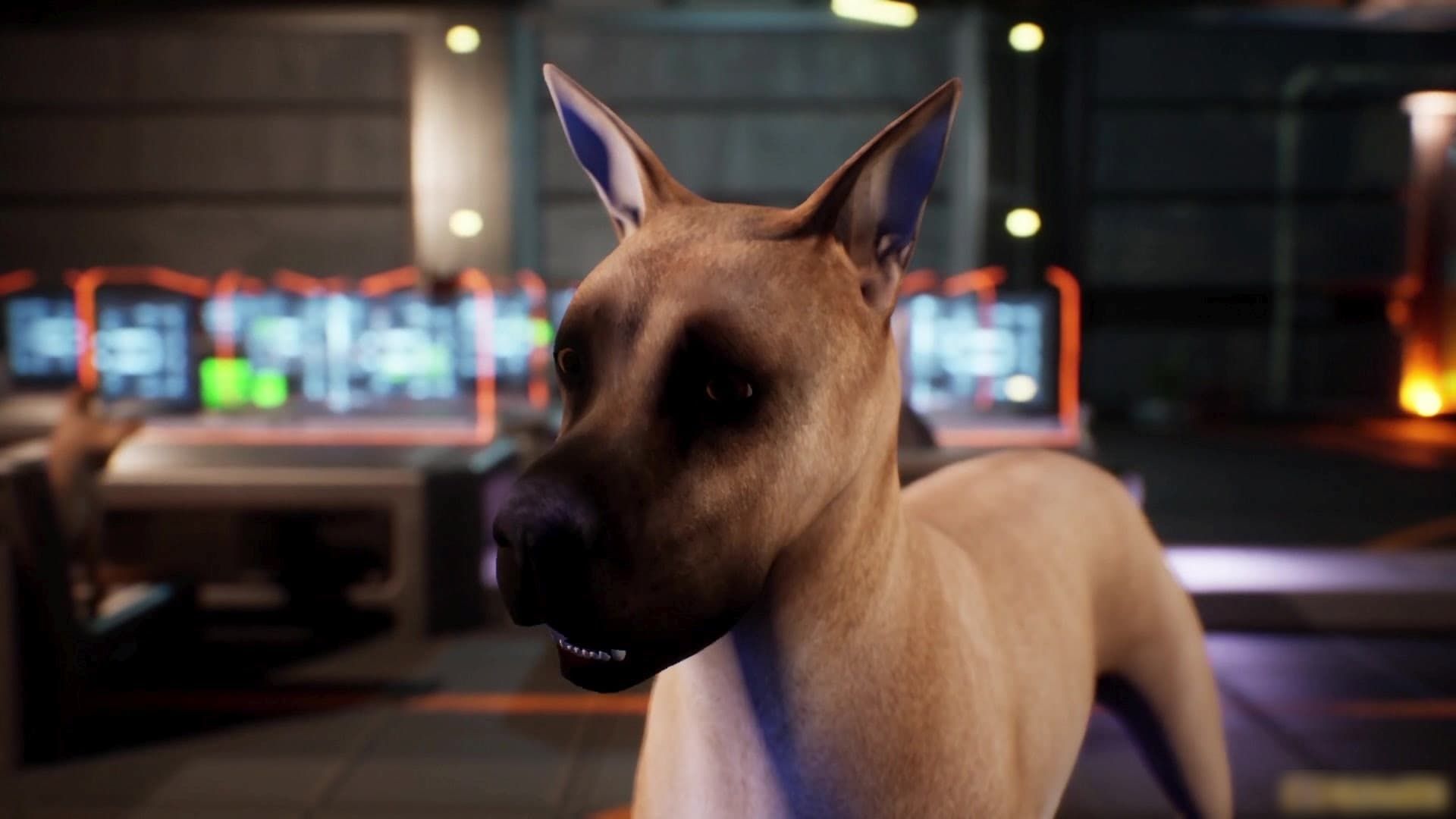Wonder Dogs background