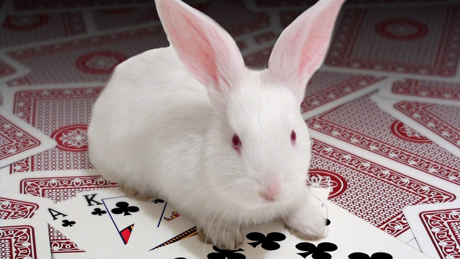Stuff the White Rabbit background
