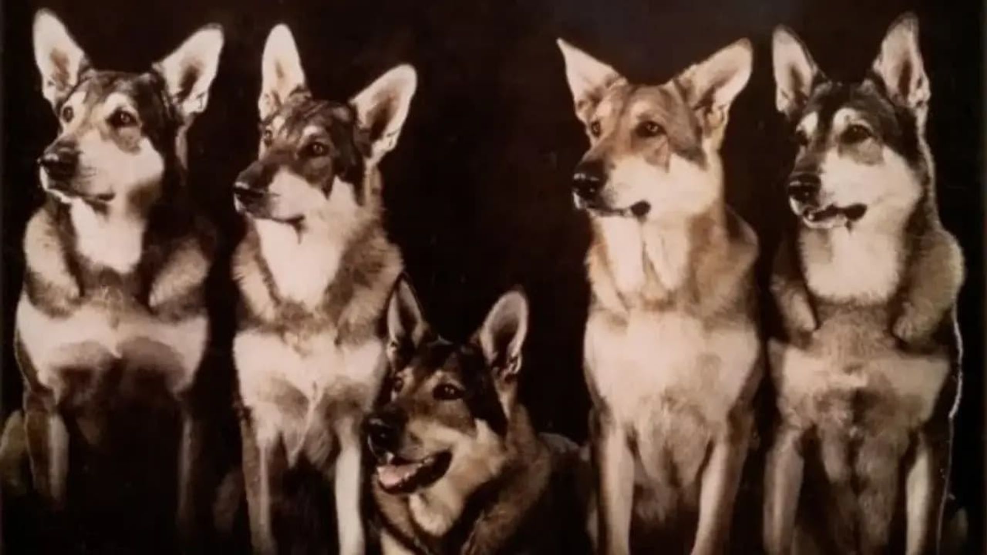 The Littlest Hobo background