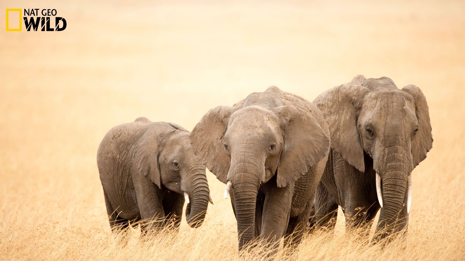 Africa background