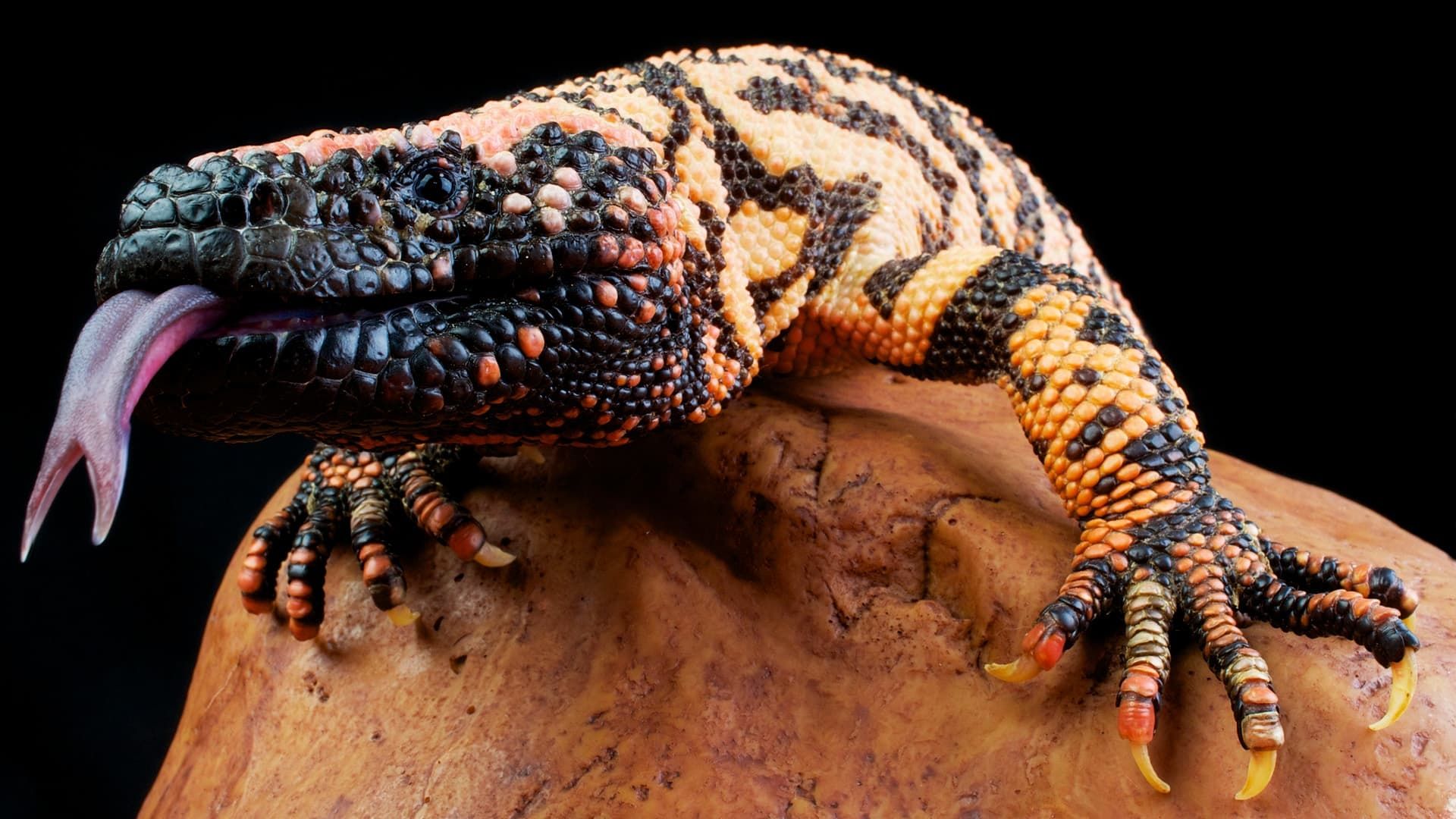 World's Deadliest Animals background