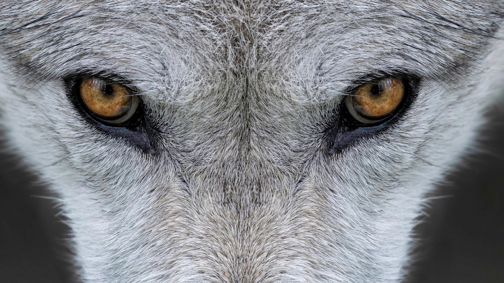 Yellowstone Journals background