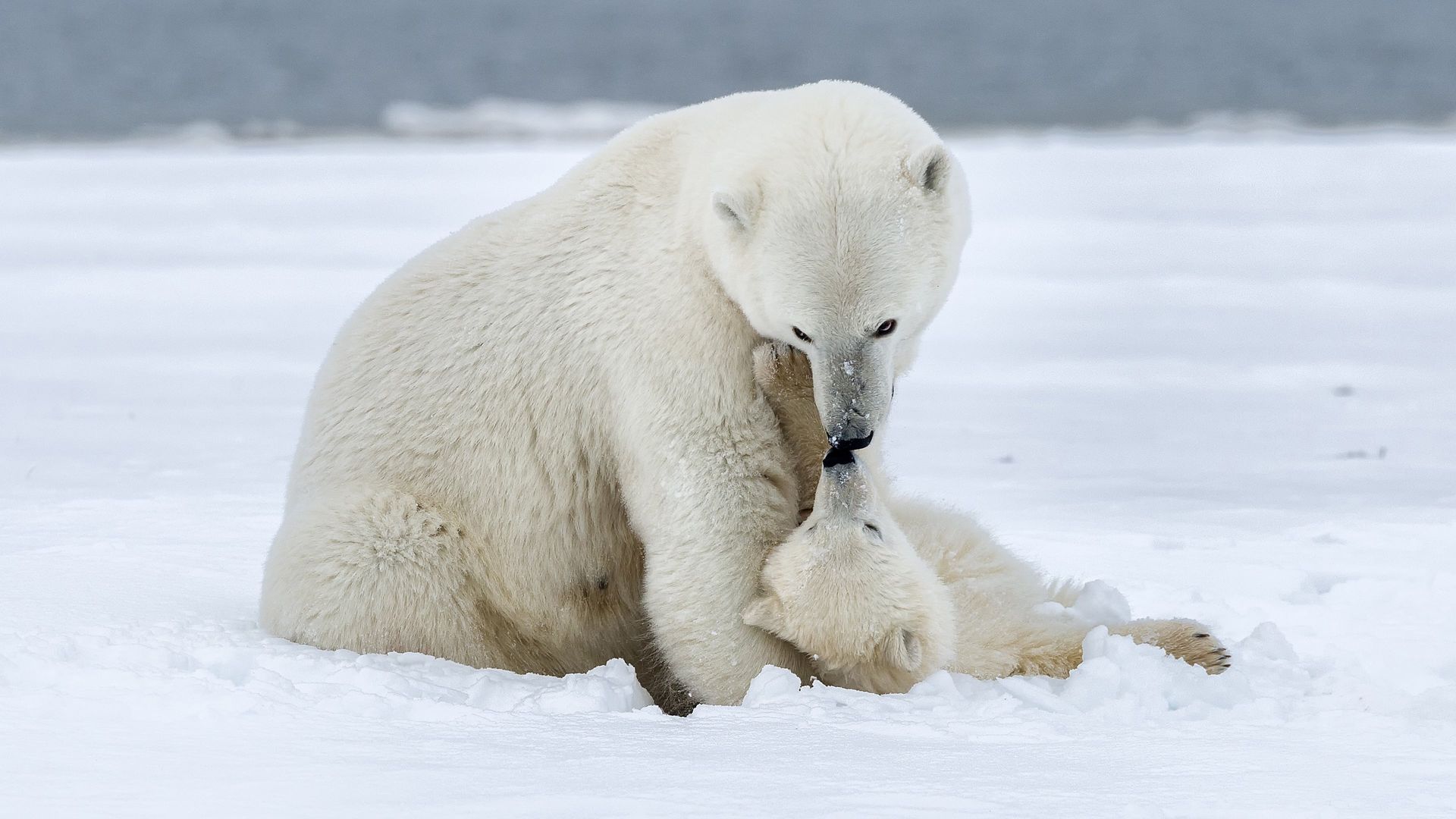 Polar Bear Week with Nigel Marven background