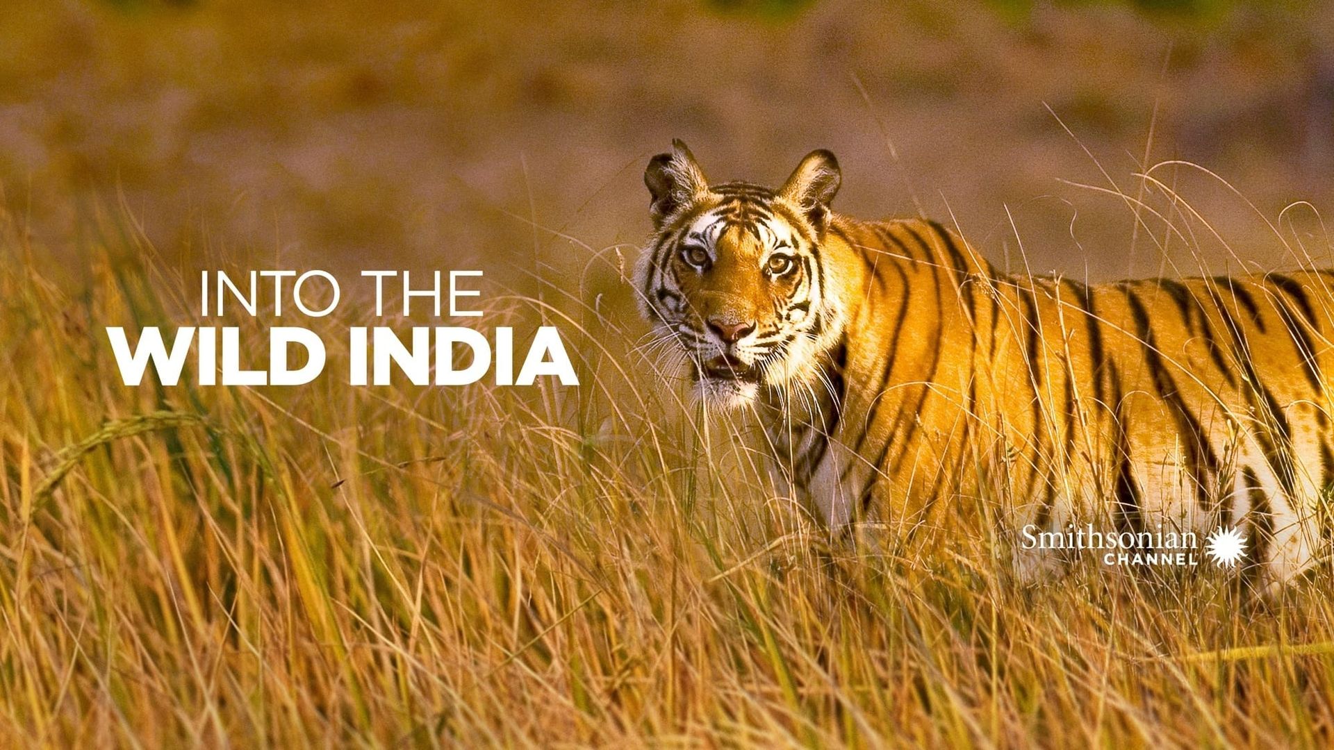 Into the Wild: India background