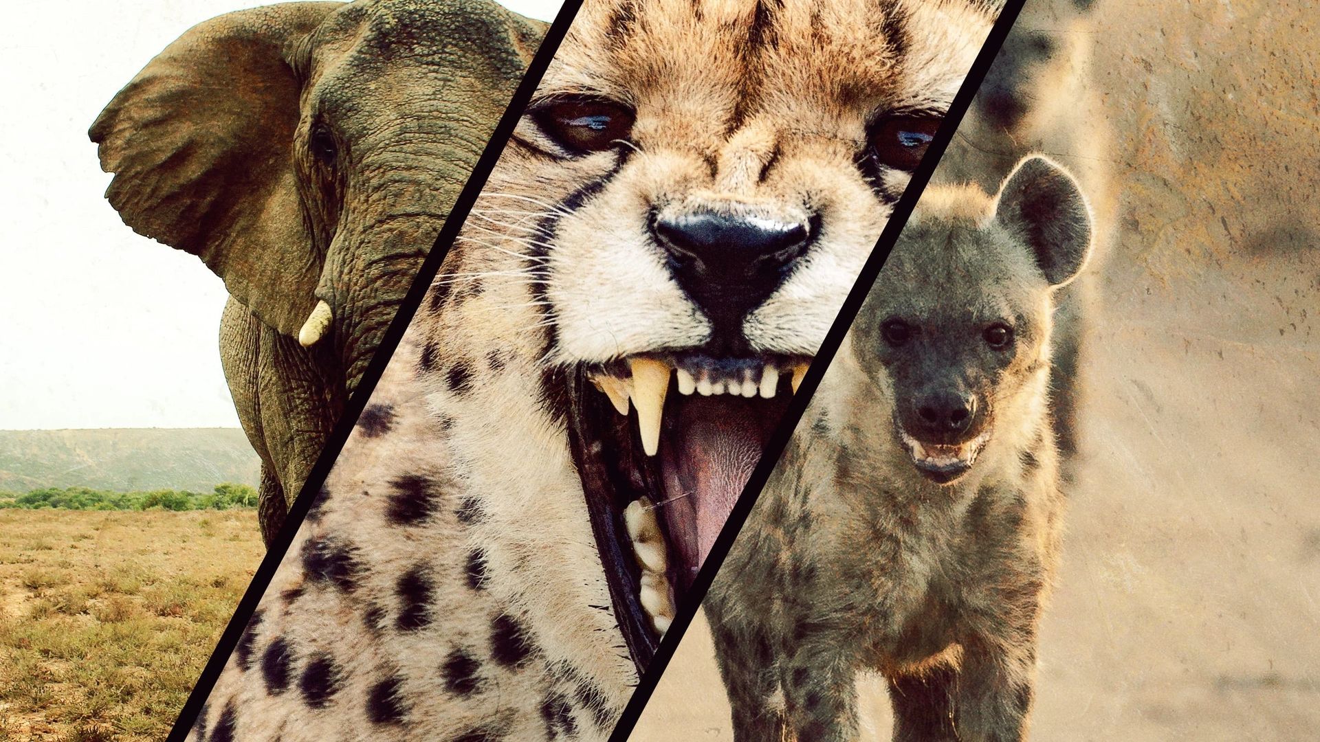 Fierce Queens background