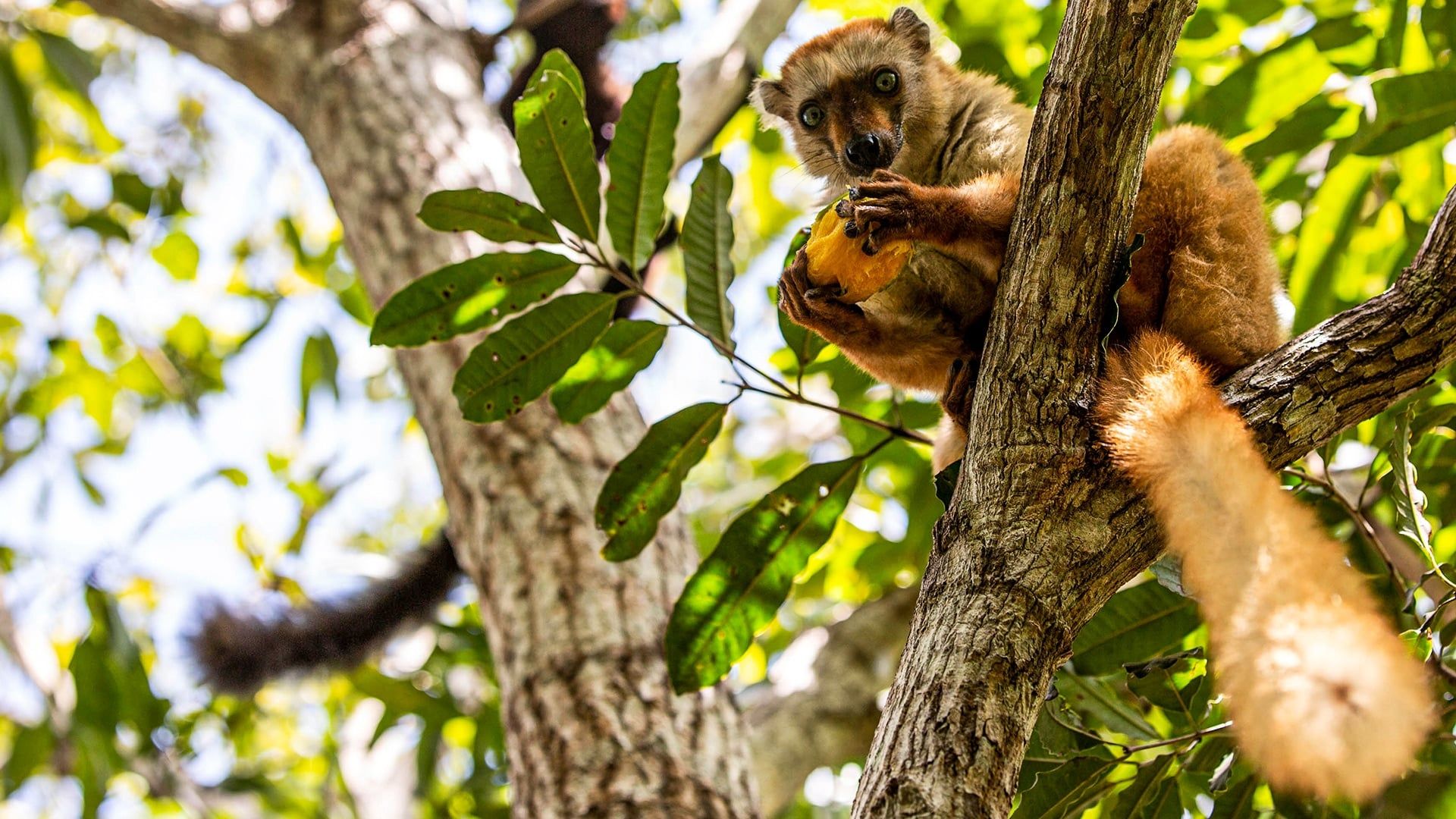 Primates background
