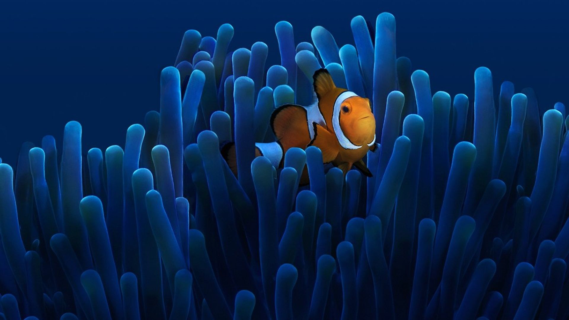 Australia's Ocean Odyssey background