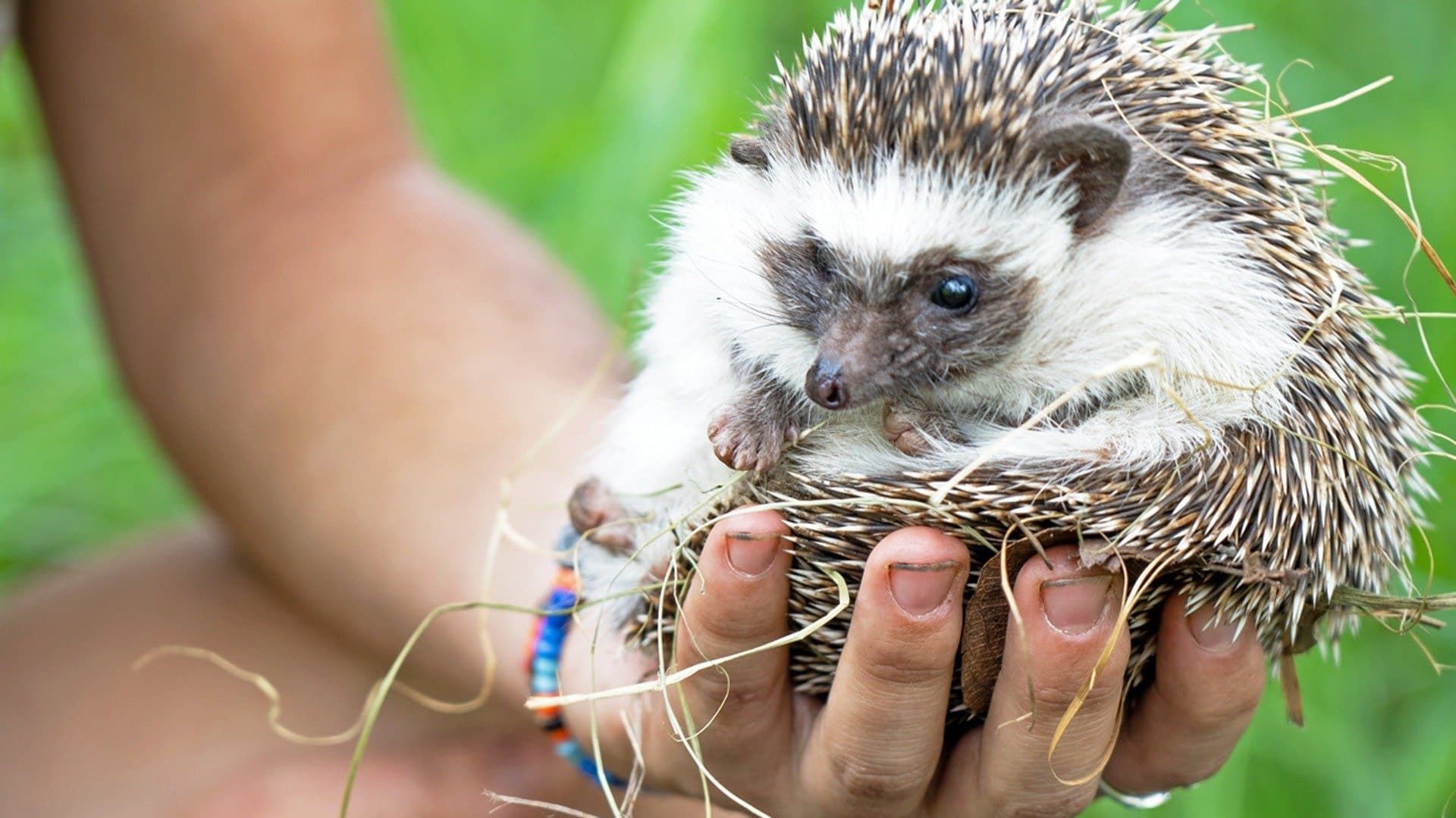 Malawi Wildlife Rescue background