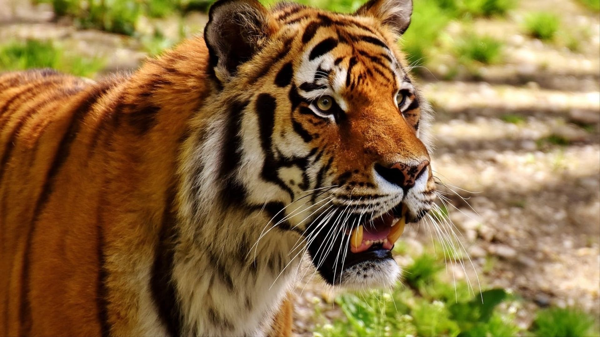 The Secret Lives of Big Cats background