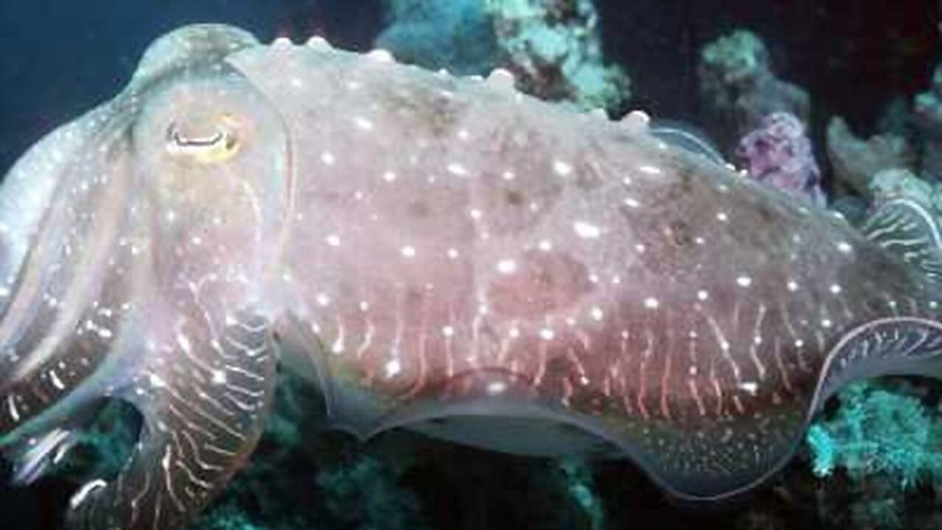 World's Weirdest Animal Faces background