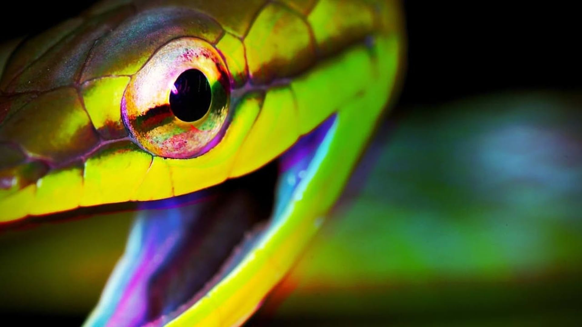 Weird, True & Freaky background