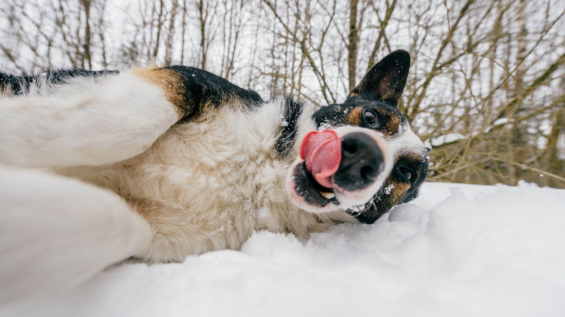 The World's Funniest Animals background
