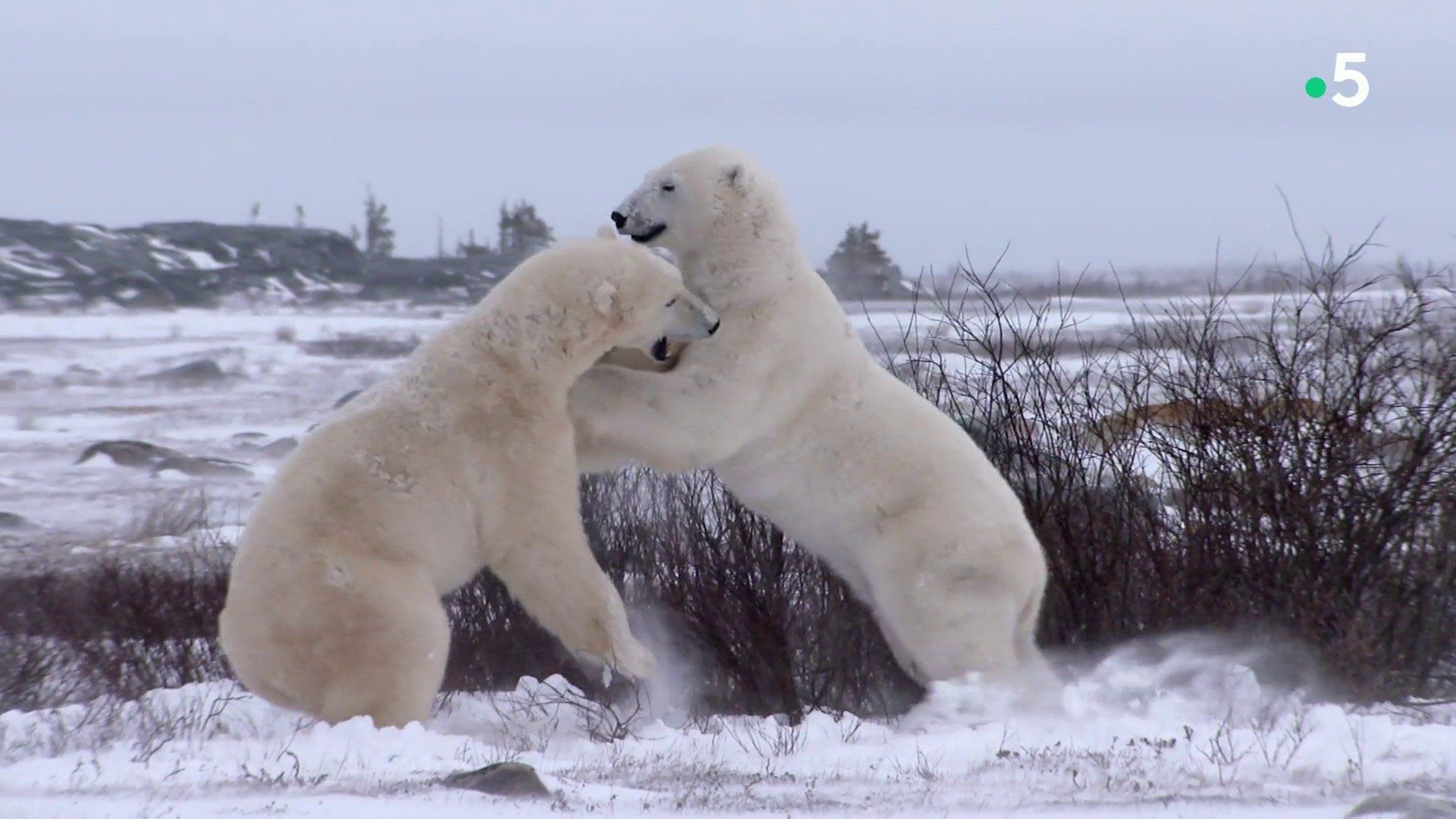 March of the Polar Bears background