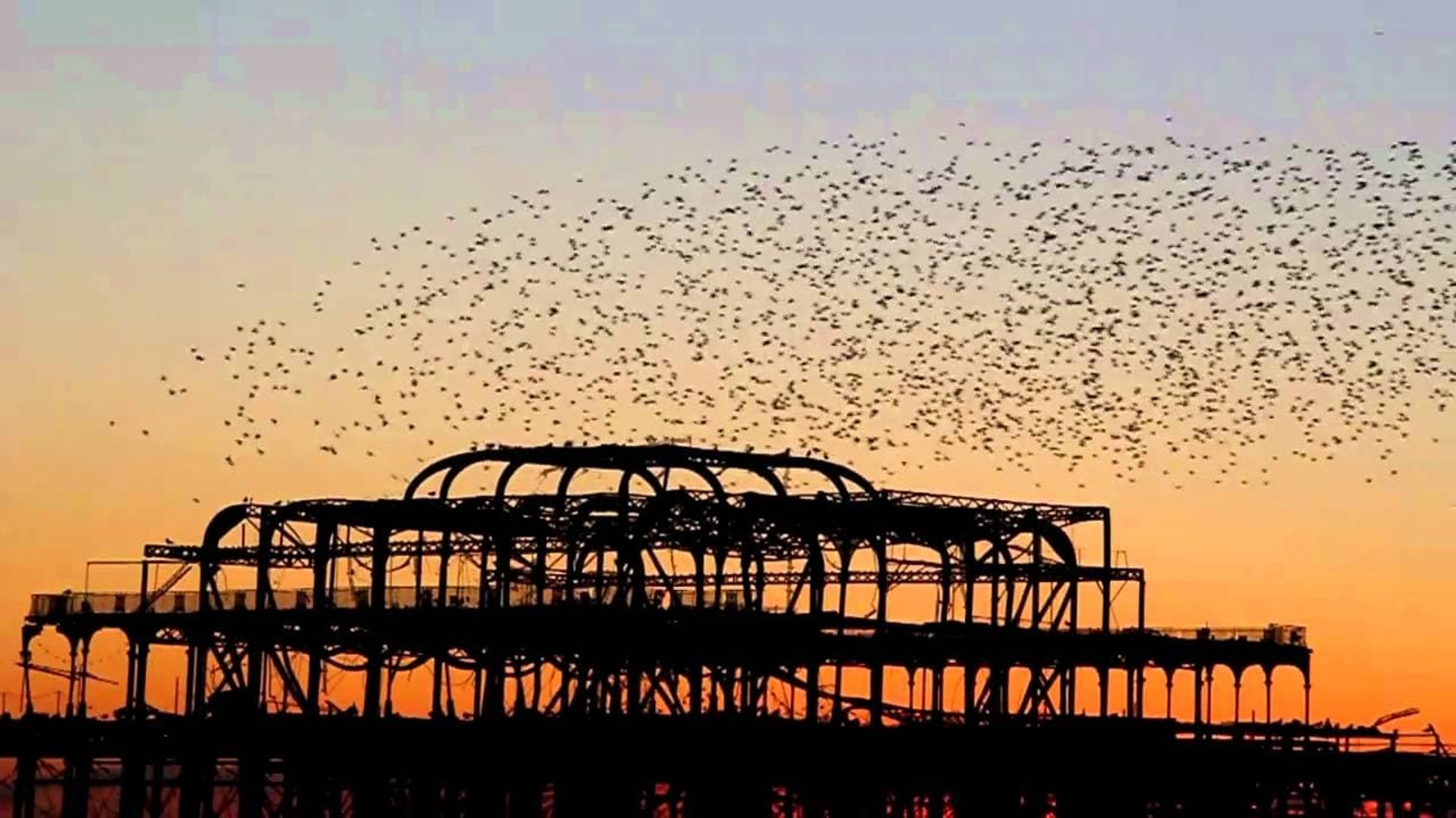 Swarm: Nature's Incredible Invasions background