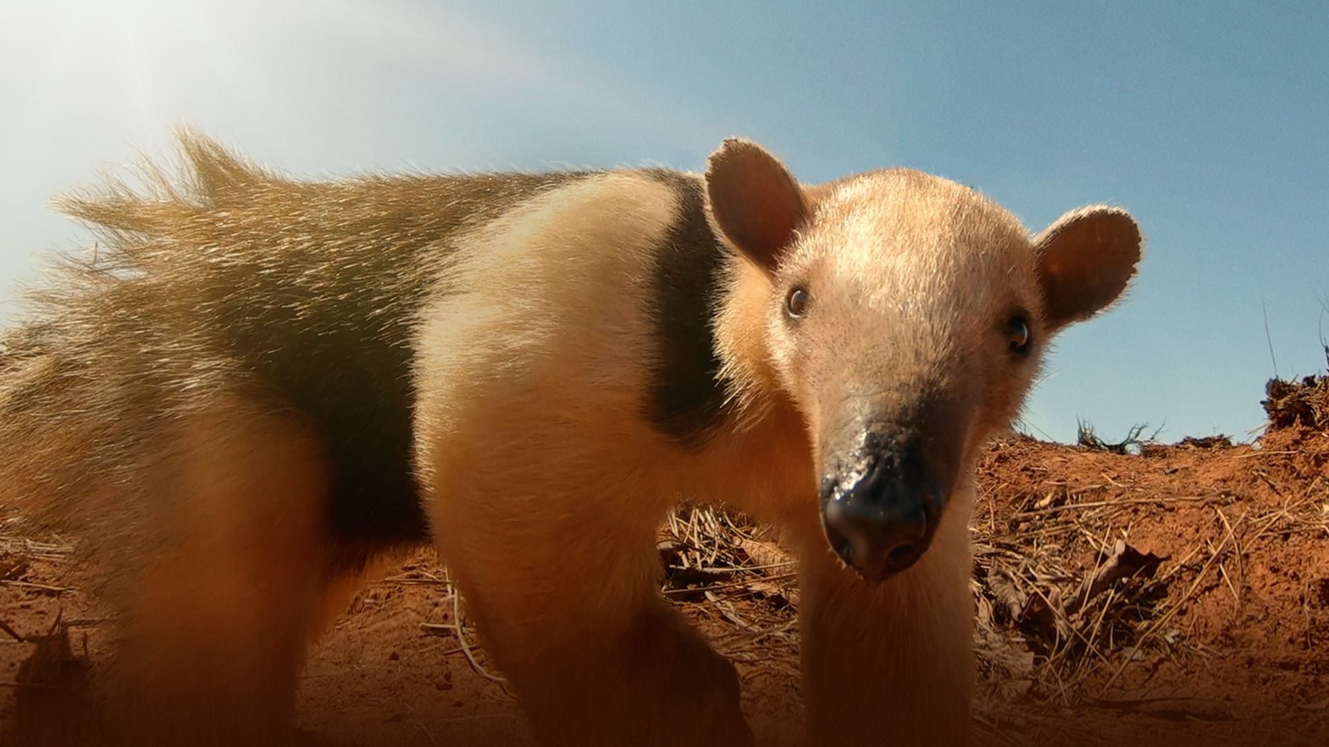 South America's Weirdest Animals background