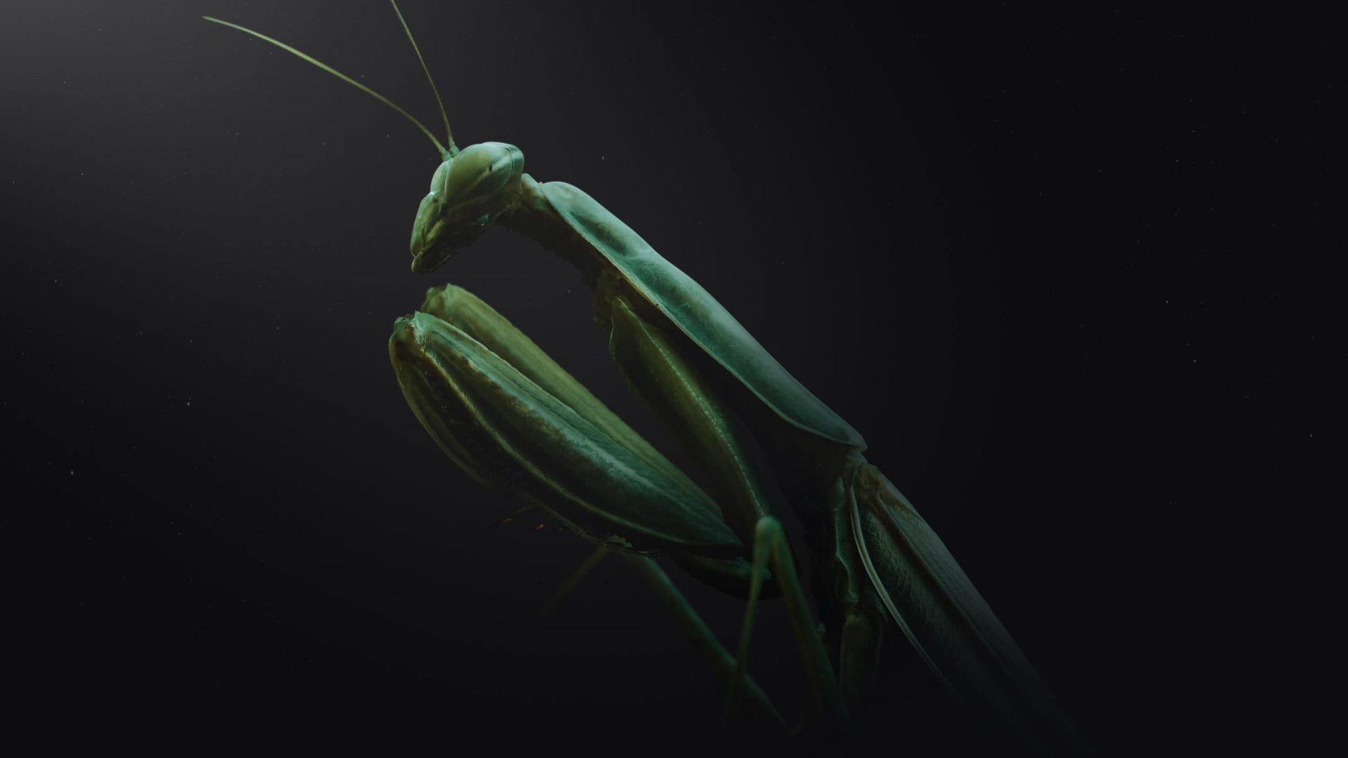 Micro Monsters with David Attenborough background