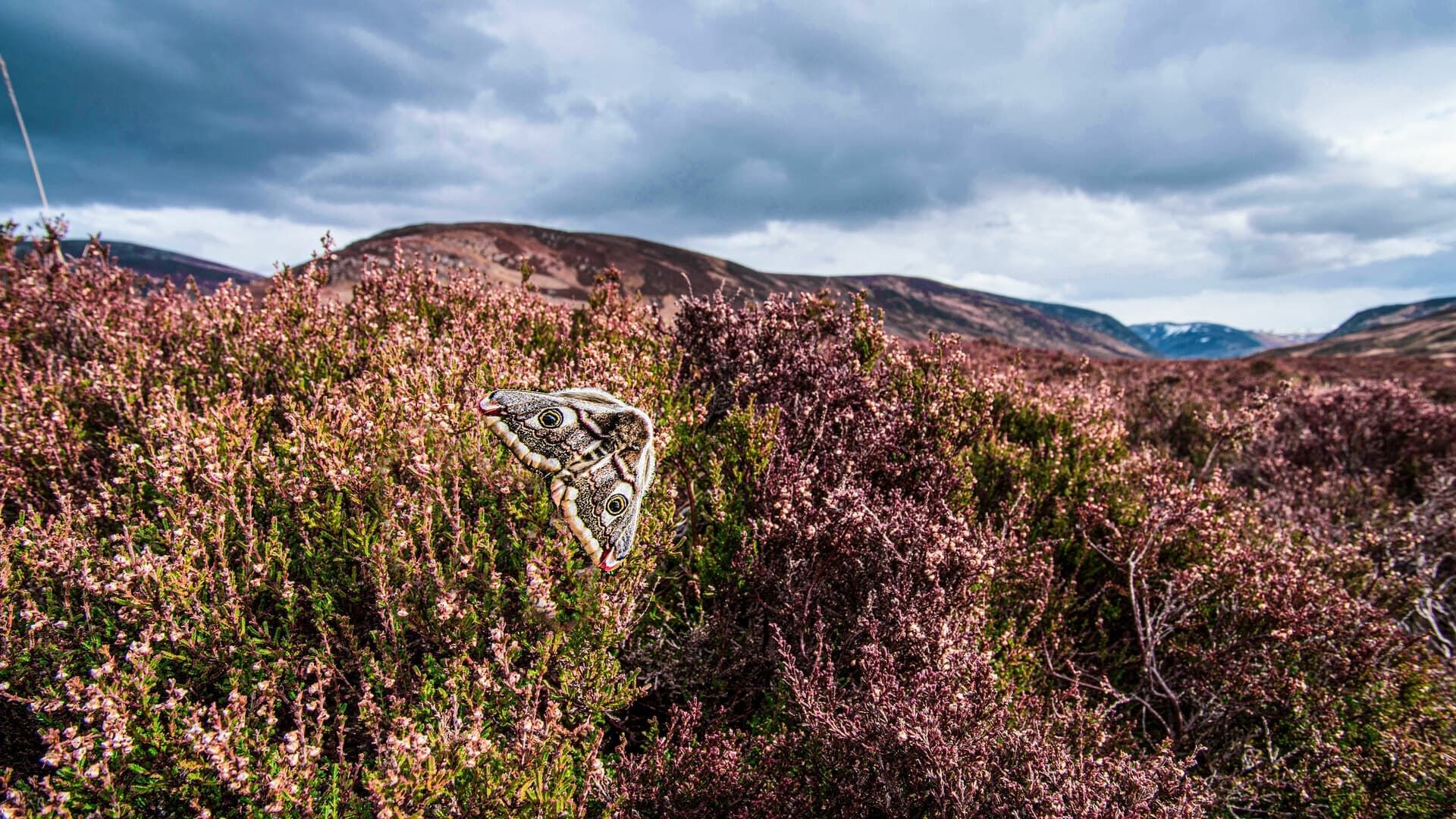 Scotland: A Wild Year background