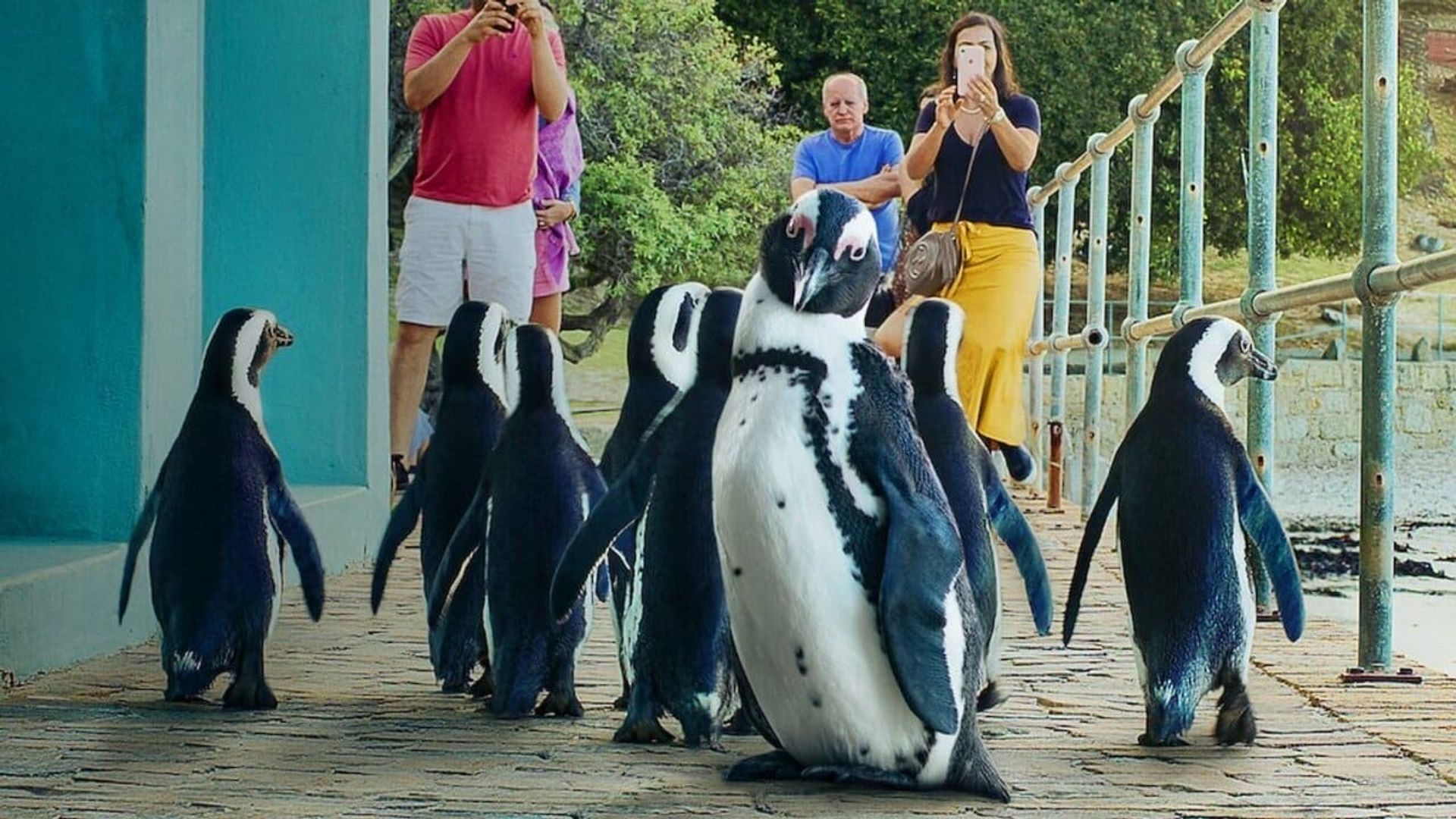 Penguin Town background