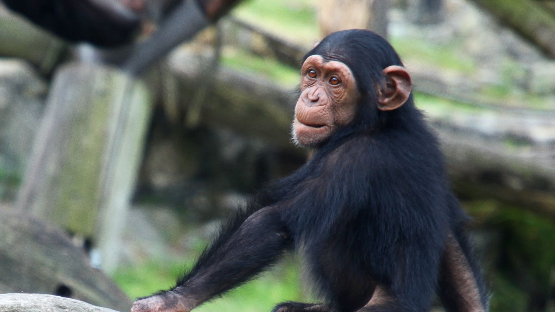 Taronga: Who's Who in the Zoo background