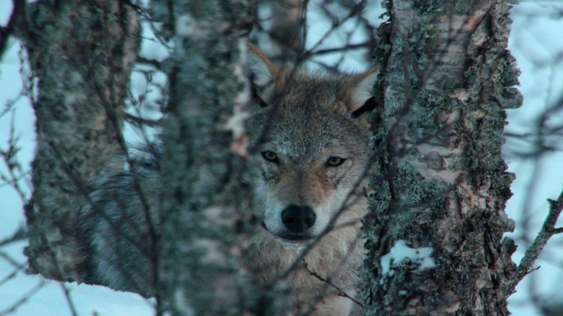 National Geographic Wild: Europe's Great Wilderness background