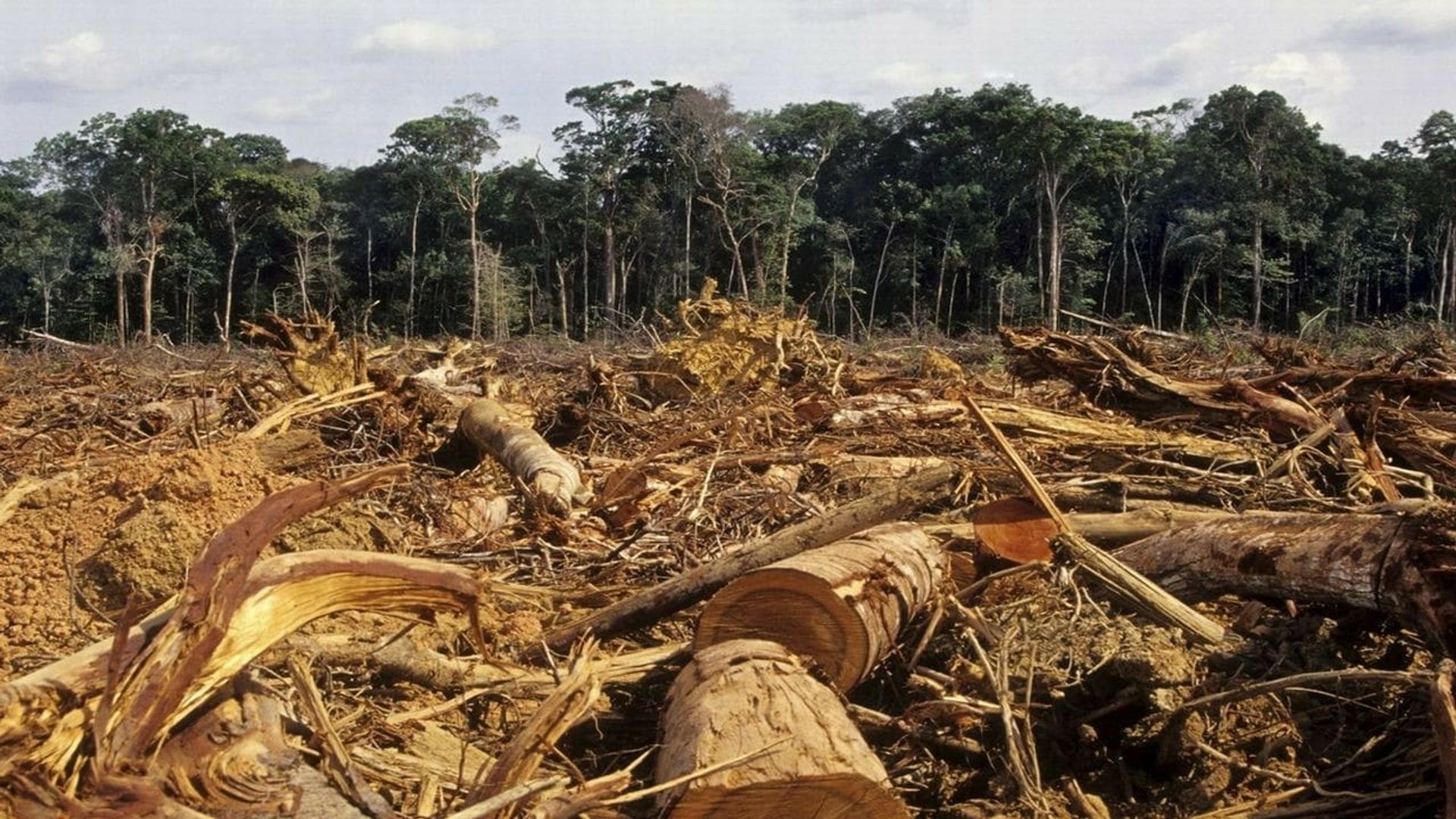 Ross Kemp: Battle for the Amazon background